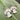 Silver Muju Mushroom Earrings