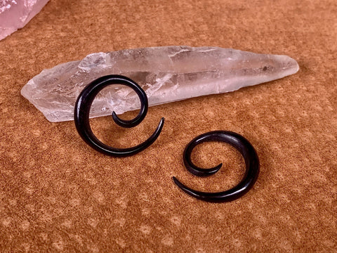 3mm Sacred buffalo horn spirals earrings.  Gauge Earrings.